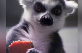 Animal Airport: Episode 6