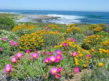 13:55: Namaqualand - Der Blumengarten Afrikas | 3SAT | 10/7 2026