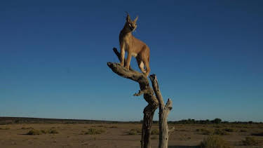 8:00 AM: How Do Animals Do That? (S1) | Discovery Channel | 4/11 2026