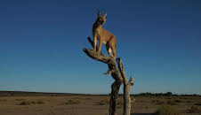 How Do Animals Do That?