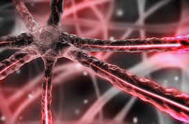 Understanding the Brain: Central Nervous System—Subdivisions