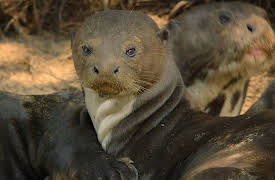 Big Beasts: The Giant Otter