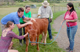 Saved By the Barn Season 1: Aqua Cow