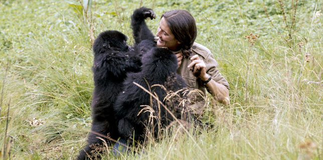 08:55: Dian Fossey: Ihr Leben für die Gorillas | Arte | 12/18 2025