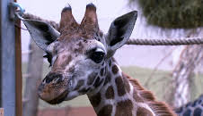 Elefant, Tiger & Co. (278)