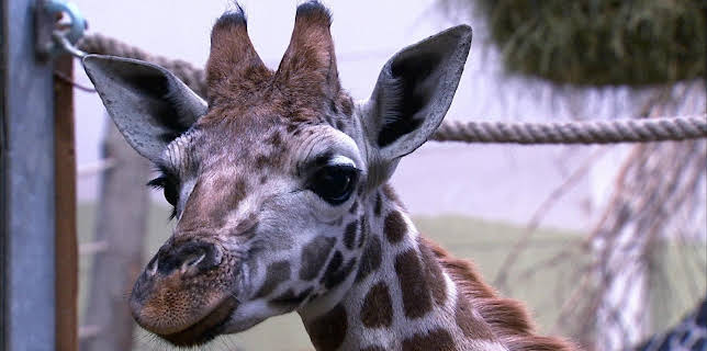 10:35: Elefant, Tiger & Co. (278) | MDR Fernsehen | 12/12 2025