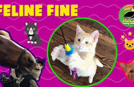 Animals Doing Things: Animals Doing Things | Feline Fine