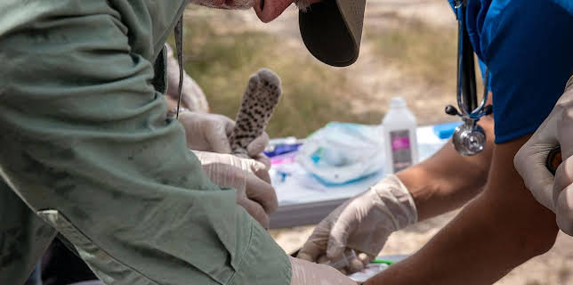 17:53: Der Ozelot - Eine Katze in Not | Arte | 11/28 2025