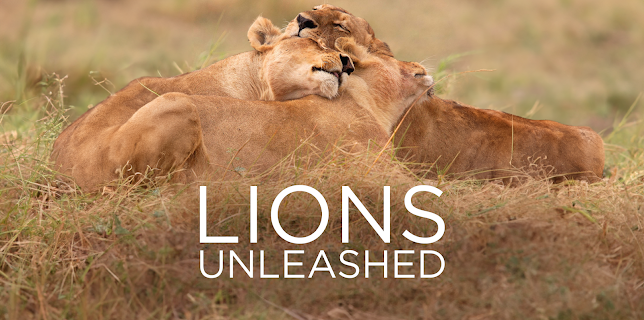 Lions Unleashed (2017)