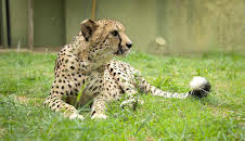 Grandes Documentales Rescate De Animales Bebe