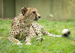 Grandes Documentales Rescate De Animales Bebe