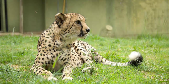 Grandes Documentales Rescate De Animales Bebe