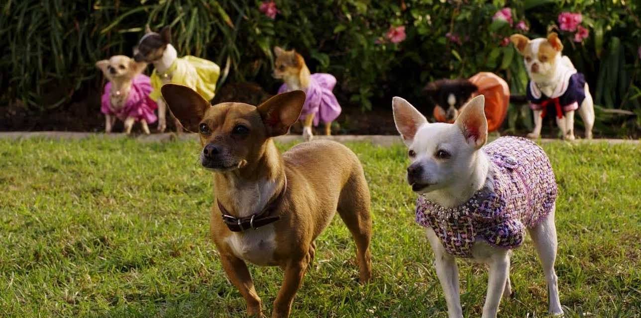 Beverly Hills Chihuahua 2 (2011)