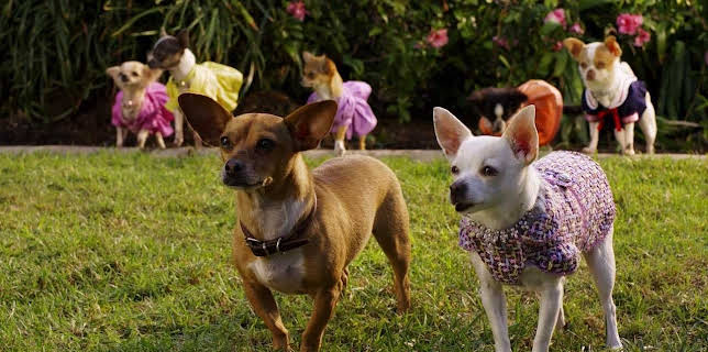 Un chihuahua en Beverly Hills 2 (2011)
