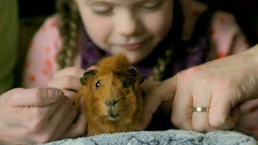 16:25: Olga da Polga: Sukkerplommedansen | NRK Super | 3/28 2026