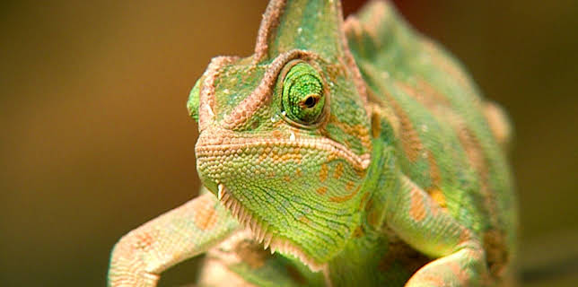 10:35: Elefant, Tiger & Co. (312) | MDR Fernsehen | 2/5 2026