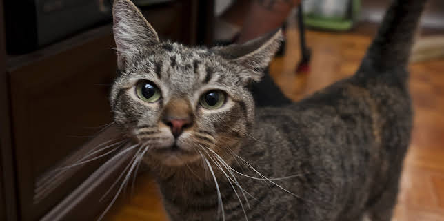 16:00: My Cat From Hell (S2 E5) (S2) | Animal Planet | 2/23 2026