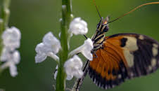 Schmetterlinge!!! Superhelden der Natur