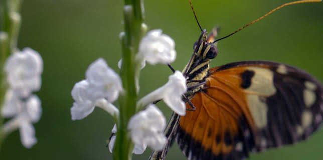 16:47: Schmetterlinge!!! Superhelden der Natur | Arte | 11/24 2025