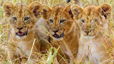 3:30 PM: Serengeti (S3) | BBC Two | 8/27 2026