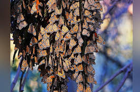 Animal Empires: Migration