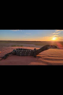 12:30: Superviviente por naturaleza: Los pobladores del desierto | Nat Geo Wild | 7/14 2026
