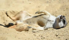 Giraffe, Erdmännchen & Co. (195)