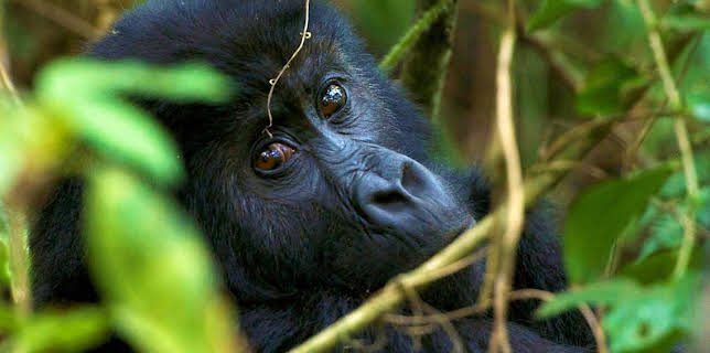 1:00 PM: Gorilla Family & Me | BBC Two | 12/13 2025