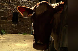 The Yorkshire Vet: Episode 3