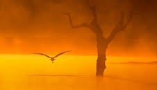 Documental  Las Aves Del Frio