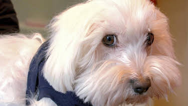 05:45: Die Tierärzte - Retter mit Herz (11/60) | Das Erste | 12/21 2025