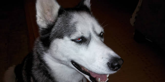 03:00: Bad Dog (S3 E4) (S3) | Animal Planet | 11/24 2025