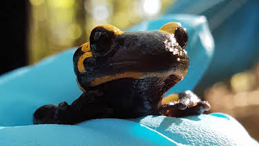 11:30: NaturNah: Die Retter der Salamander | Radio Bremen | 6/30 2026
