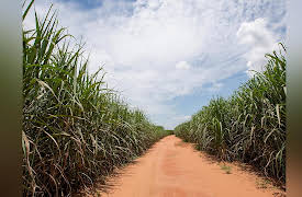 An Economic History of the World Since 1400: The Europeans' Plantation Labor Problem