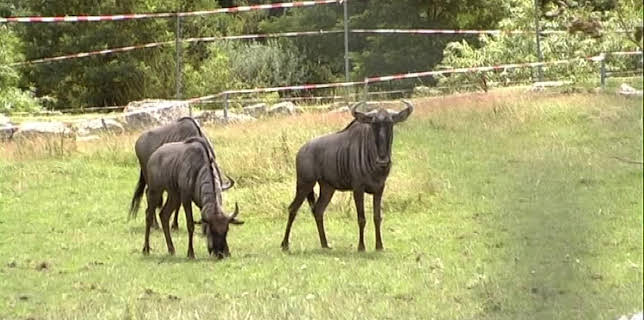 11:15: Giraffe, Erdmännchen & Co. | RBB Fernsehen | 1/30 2026