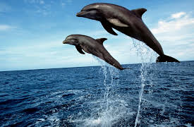 Oceanography: Exploring Earth's Final Wilderness: Marine Birds, Reptiles, and Mammals