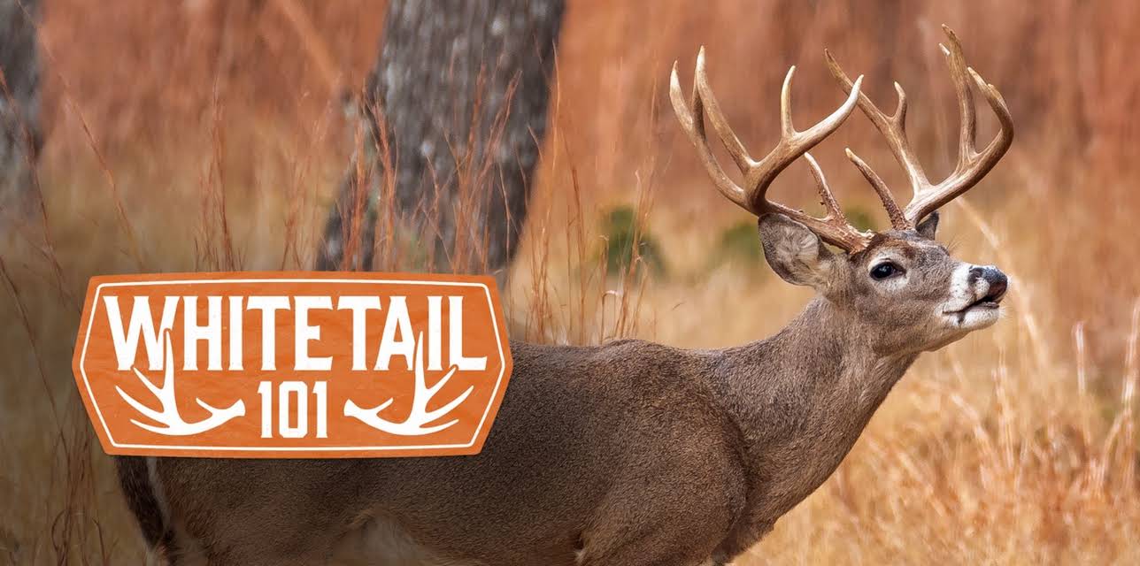 Whitetail 101