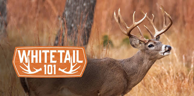 Whitetail 101