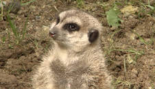 Giraffe, Erdmännchen & Co. (125)