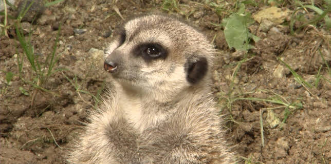 05:45: Giraffe, Erdmännchen & Co. (125) | HR Fernsehen | 12/2 2025