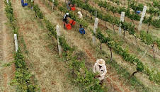 Die wunderbare Welt der Weine