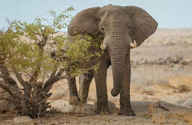 Survival of the Beast, Season 1: Desert-Adapted Elephant