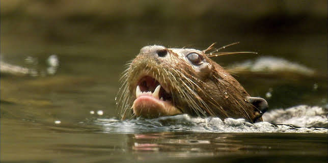 14:25: Elefant, Tiger & Co. (280) | MDR Fernsehen | 3/25 2026