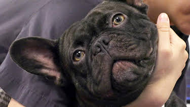 8:00 PM: Vets: Gach Creutair Beo (S8 E1) (S8) | BBC Alba | 1/8 2026