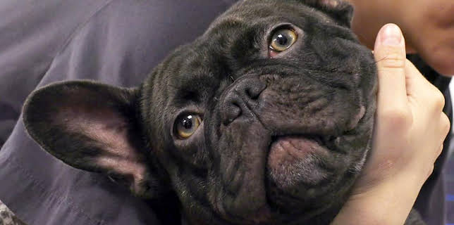 7:00 PM: Vets: Gach Creutair Beo (S8 E1) (S8) | BBC Alba | 1/8 2026