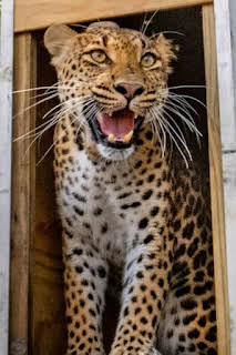 09:40: El regreso de los depredadores | Nat Geo Wild | 2/28 2026