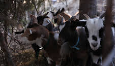 Dr. Dee: Alaska Vet (S2 E4)