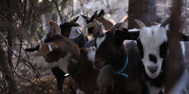 09:25: Dr. Dee: Alaska Vet (S2 E4) (S2) | Animal Planet | 1/10 2026