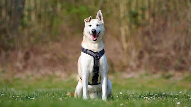 06:45: Tiere suchen ein Zuhause | WDR Fernsehen | 4/13 2026