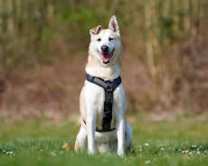 Tiere suchen ein Zuhause